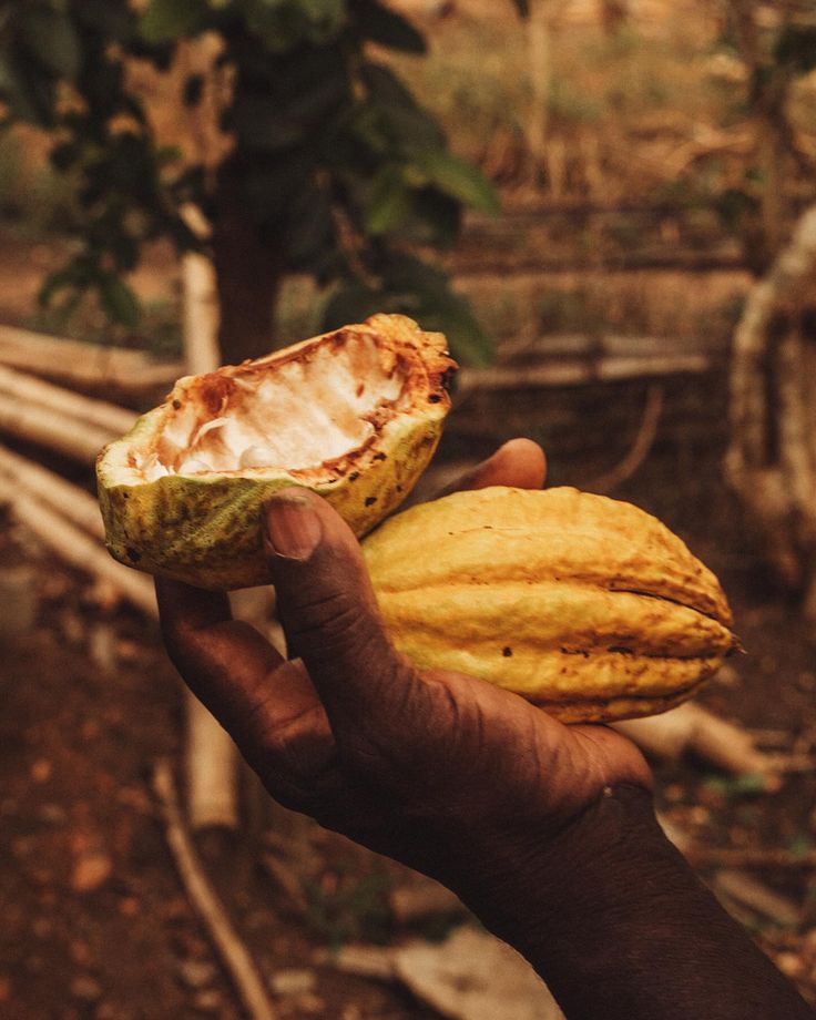 Cacao was once the Food of the Gods.